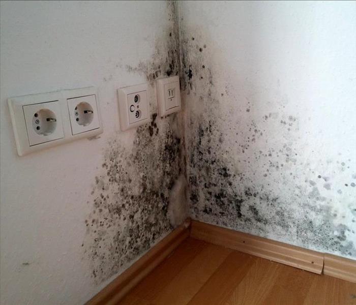 Black mold growth on corner of a wall