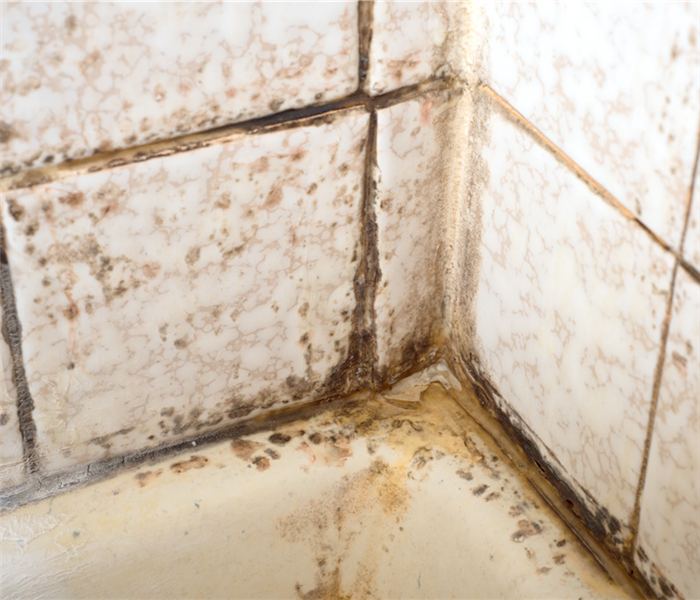 Looking down, corner view on nasty Mold and Mildew on bathtub or Shower Tile Wall and grout with White Soap Scum